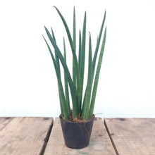 Load image into Gallery viewer, Sansevieria cylindrica - Mikado, 12cm Pot