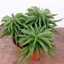 Load image into Gallery viewer, Peperomia - Happy Bean, 12cm Pot
