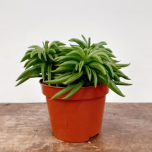 Load image into Gallery viewer, Peperomia - Happy Bean, 12cm Pot
