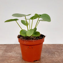Load image into Gallery viewer, Pilea peperomioides - Chinese money plant, 8cm Pot