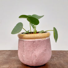 Load image into Gallery viewer, Pilea peperomioides - Chinese money plant, 8cm Pot