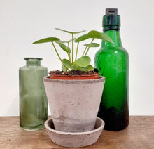 Load image into Gallery viewer, Pilea peperomioides - Chinese money plant, 8cm Pot