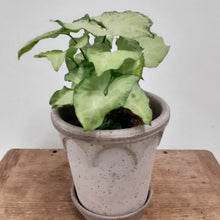 Load image into Gallery viewer, Syngonium 12cm Pot