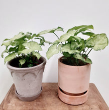 Load image into Gallery viewer, Syngonium 12cm Pot