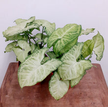 Load image into Gallery viewer, Syngonium 12cm Pot