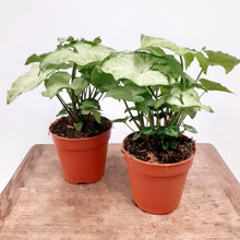 Load image into Gallery viewer, Syngonium 12cm Pot