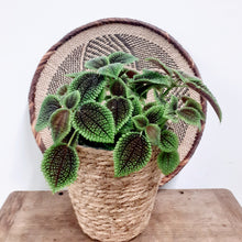 Load image into Gallery viewer, Pilea Mollis - Moon Valley, 14cm Pot