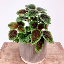 Load image into Gallery viewer, Pilea Mollis - Moon Valley, 14cm Pot