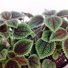 Load image into Gallery viewer, Pilea Mollis - Moon Valley, 14cm Pot