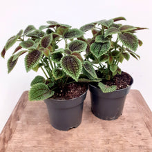 Load image into Gallery viewer, Pilea Mollis - Moon Valley, 14cm Pot