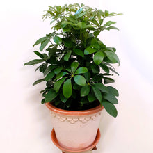 Load image into Gallery viewer, Schefflera Arboricola - Nora- 21cm Pot.