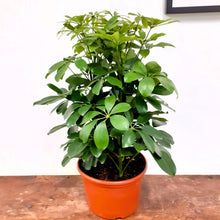 Load image into Gallery viewer, Schefflera Arboricola - Nora- 21cm Pot.