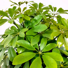 Load image into Gallery viewer, Schefflera Arboricola - Nora- 21cm Pot.