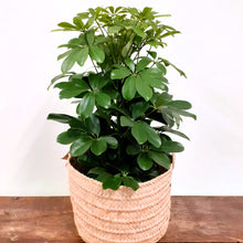 Load image into Gallery viewer, Schefflera Arboricola - Nora- 21cm Pot.