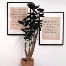Load image into Gallery viewer, Polycias scutellaria - Fabian, 24cm pot