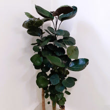 Load image into Gallery viewer, Polycias scutellaria - Fabian, 24cm pot