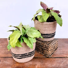 Load image into Gallery viewer, Calathea Yellow Fusion, 14cm Pot