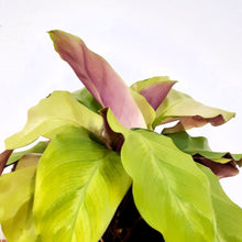 Load image into Gallery viewer, Calathea Yellow Fusion, 14cm Pot