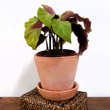 Load image into Gallery viewer, Calathea Yellow Fusion, 14cm Pot