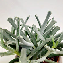 Load image into Gallery viewer, Cotyledon - Elephant trunk, 12cm pot