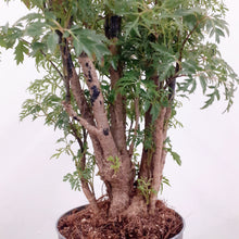 Load image into Gallery viewer, Polycias Fruticosa, 12cm pot