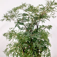 Load image into Gallery viewer, Polycias Fruticosa, 12cm pot