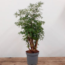 Load image into Gallery viewer, Polycias Fruticosa, 12cm pot
