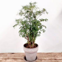 Load image into Gallery viewer, Polycias Fruticosa, 12cm pot