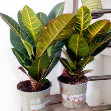 Load image into Gallery viewer, Codiaeum - Petra, 17cm pot