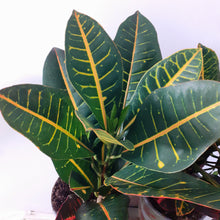 Load image into Gallery viewer, Codiaeum - Petra, 17cm pot