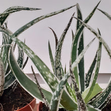 Load image into Gallery viewer, Aloe maidu - Hybrid Plant - 8.5cm pot