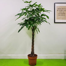Load image into Gallery viewer, Pachira Aquatica, 30cm Pot