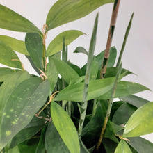 Load image into Gallery viewer, Dracaena surculosa - 12cm Pot