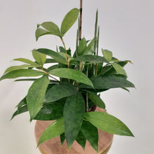 Load image into Gallery viewer, Dracaena surculosa - 12cm Pot