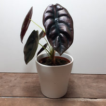 Load image into Gallery viewer, Alocasia Cuprea - Red Secret, 12cm Pot