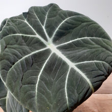 Load image into Gallery viewer, Alocasia reginula - Black Velvet, 12cm Pot