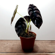Load image into Gallery viewer, Alocasia Cuprea - Red Secret, 12cm Pot