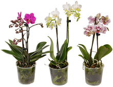 Load image into Gallery viewer, Phalaenopsis - Orchid Mixed Colors, 12cm Pot