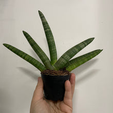 Load image into Gallery viewer, Sansevieria - Mixed, 7cm Pot