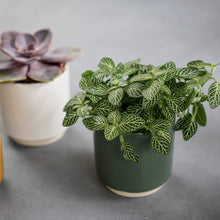 Load image into Gallery viewer, Enos Ceramic Indoor Cacti Plant Pot H7.5cm D7cm