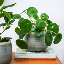 Load image into Gallery viewer, Como Ceramic Plant Pot H12cm x D14cm