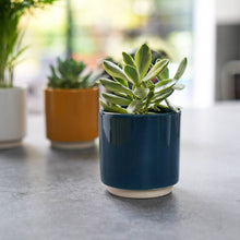 Load image into Gallery viewer, Enos Ceramic Indoor Cacti Plant Pot H7.5cm D7cm