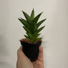 Load image into Gallery viewer, Sansevieria - Mixed, 7cm Pot