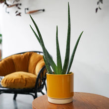 Load image into Gallery viewer, Enos Ceramic Indoor Plant Pot H13.5cm D13cm