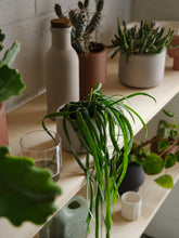 Load image into Gallery viewer, Botany Porcelain Plant Pot - Small, 11.5cm