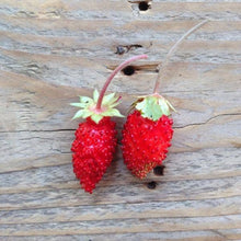 Load image into Gallery viewer, Alpine Strawberry Baron Von Solemacher