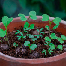 Load image into Gallery viewer, Wildflower Seedball Tube