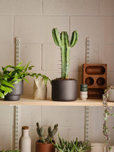 Load image into Gallery viewer, Botany Porcelain plant pot - Medium, 15cm