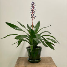 Load image into Gallery viewer, Bromeliad - Aechmea Blue Rain, 15cm Pot