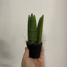 Load image into Gallery viewer, Sansevieria - Mixed, 7cm Pot